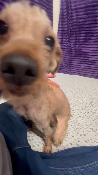 Enlarge Domingo , a Adoptable Poodle in Hartland, WI video 6/6