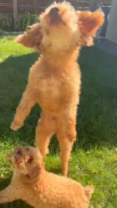Enlarge Domingo, a Adoptable Poodle in Hartland, WI video 6/6