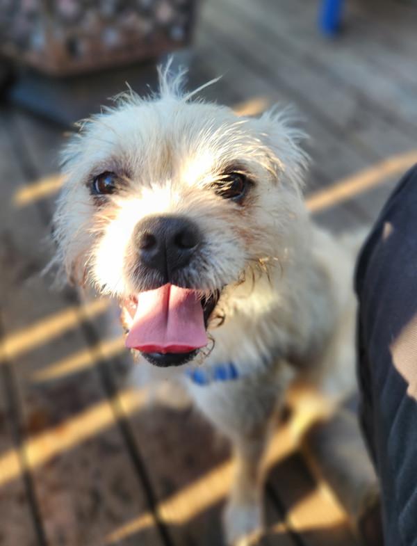 Enlarge Mr Pickles, a Adoptable mixed breed in Novato, CA image 1/1