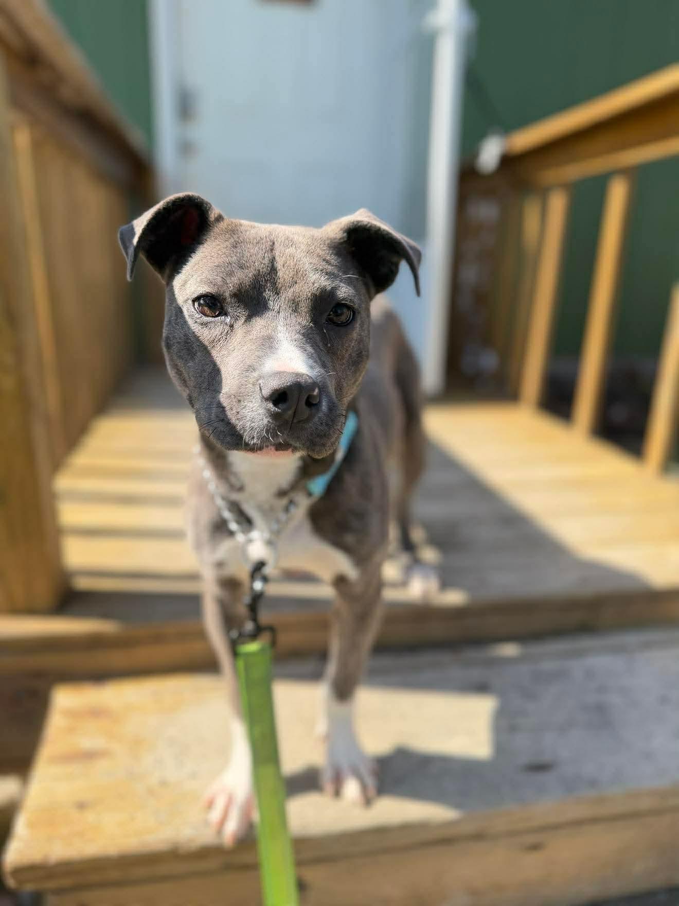 Enlarge Bubbles , an adopted Mixed Breed in Argyle, NY image 3/6