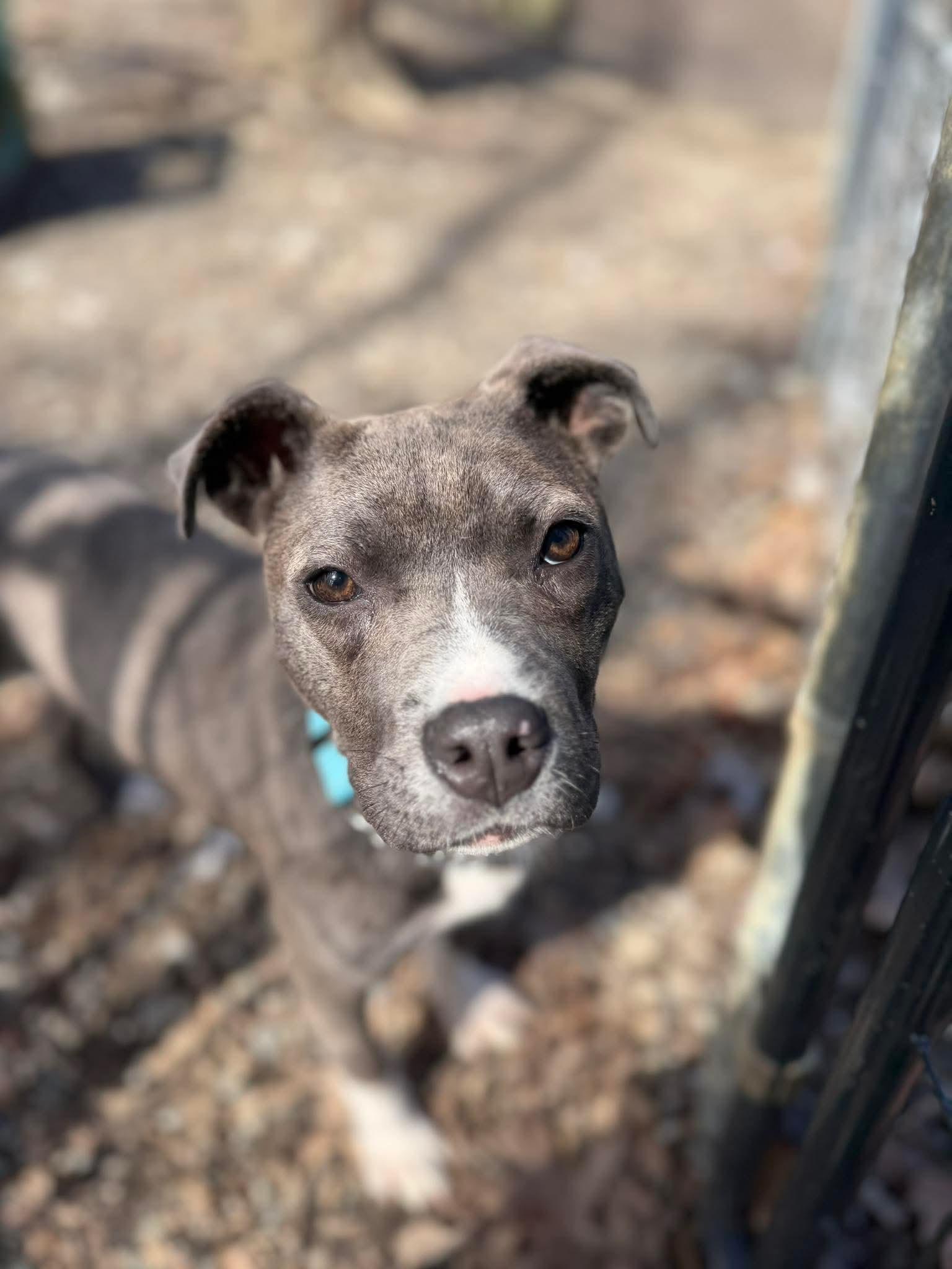 Bubbles , adopted, Puppy Female Mixed Breed.