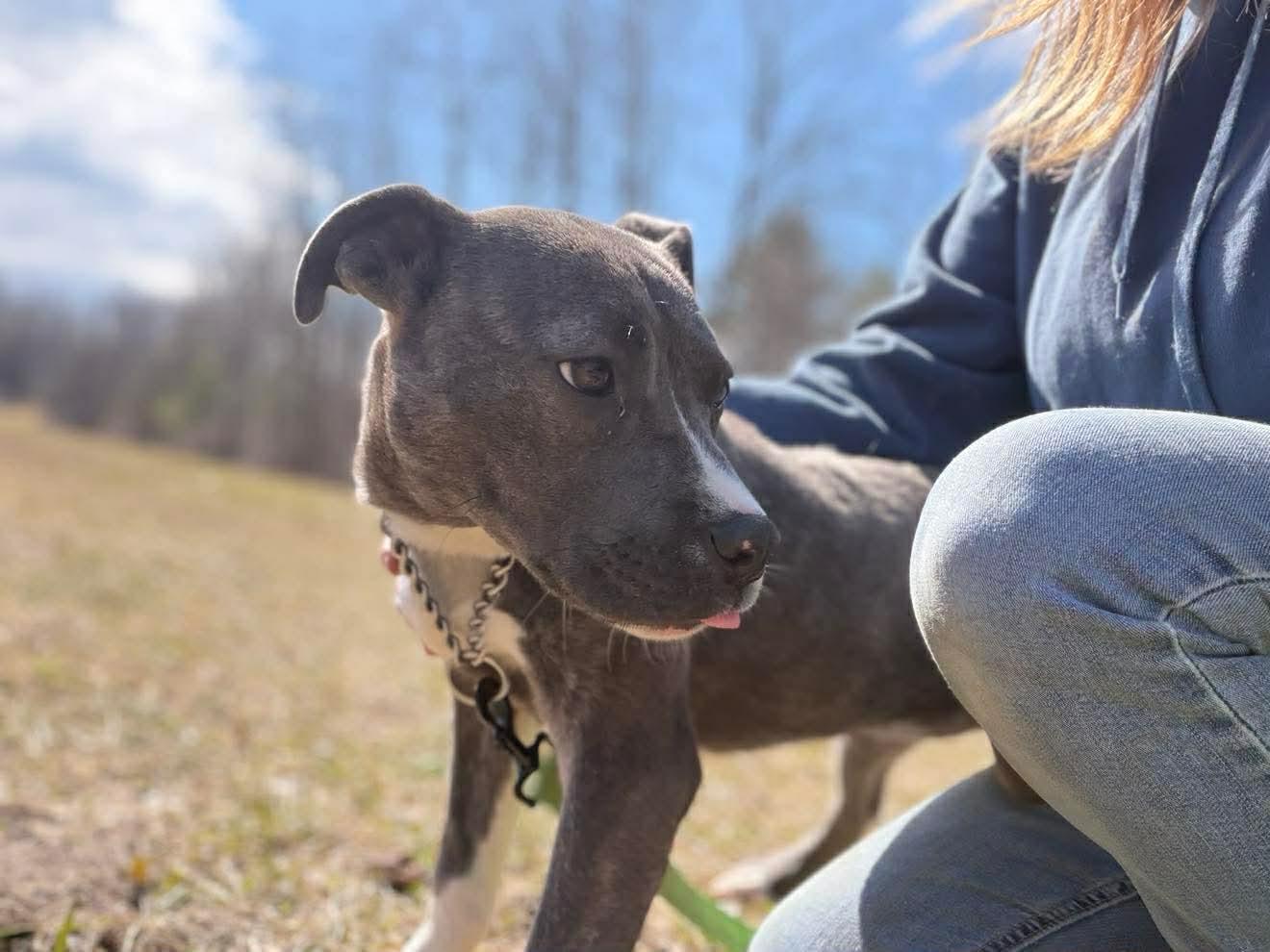 Enlarge Bubbles , an adopted Mixed Breed in Argyle, NY image 5/6