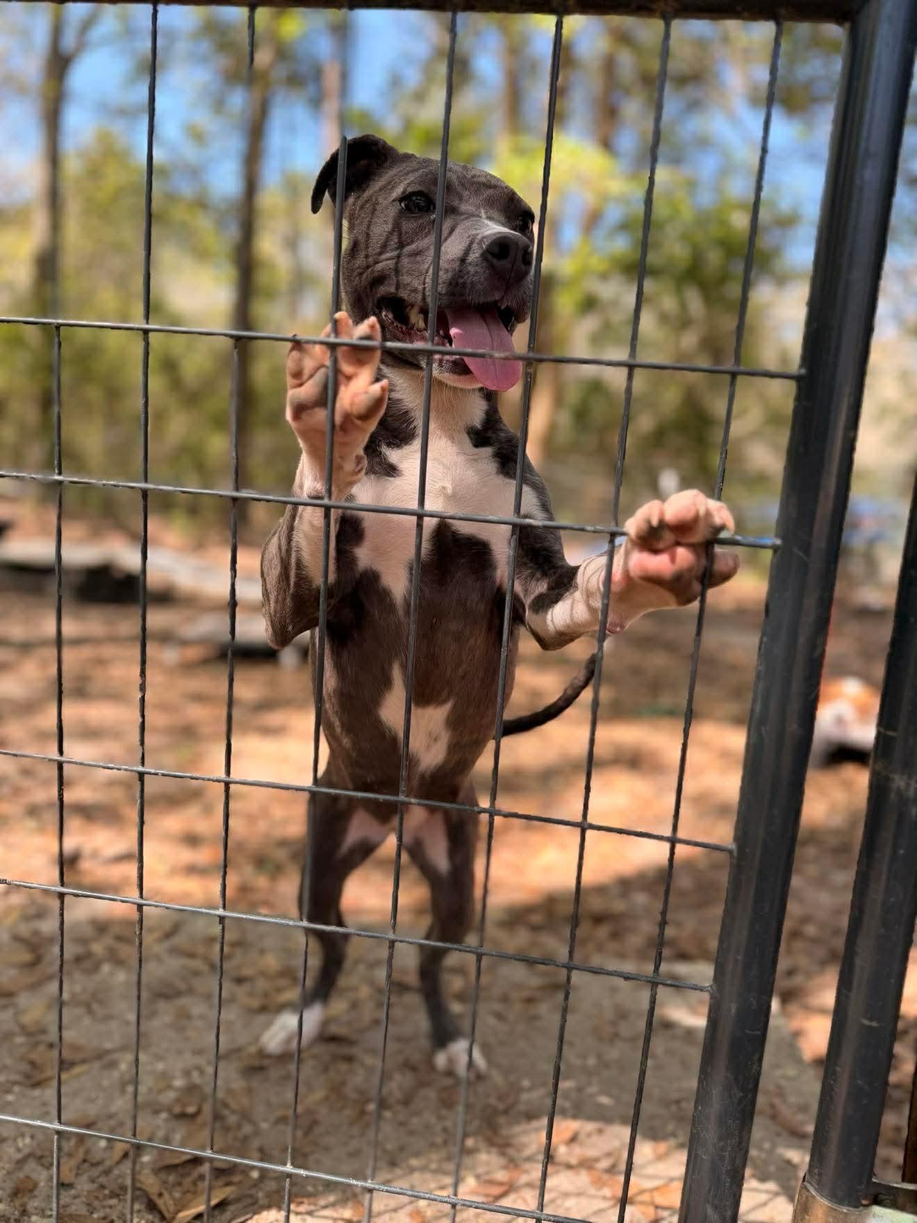 Enlarge Bubbles , an adopted Mixed Breed in Argyle, NY image 2/6