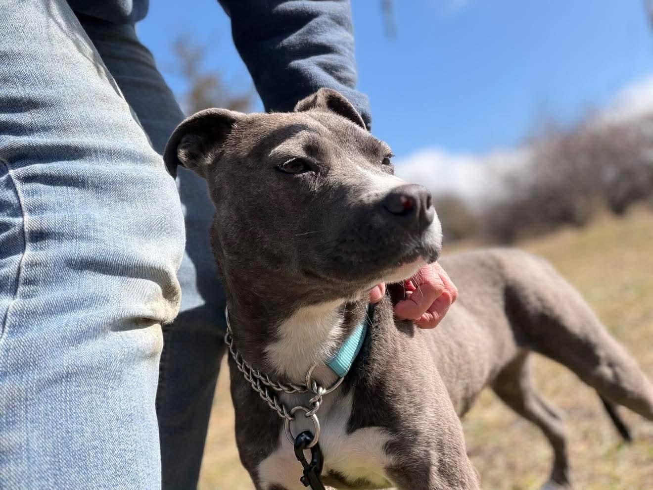 Enlarge Bubbles , an adopted Mixed Breed in Argyle, NY image 4/6