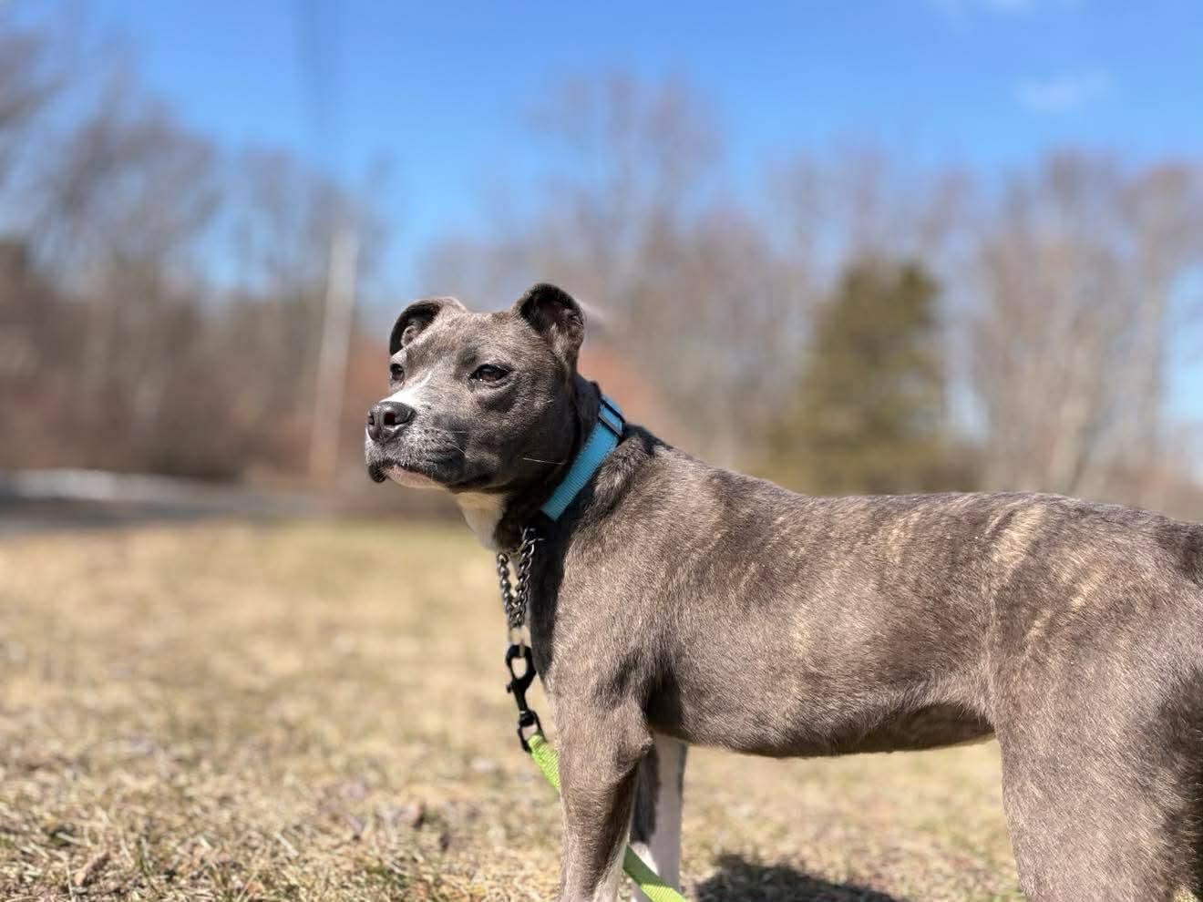 Enlarge Bubbles , an adopted Mixed Breed in Argyle, NY image 6/6