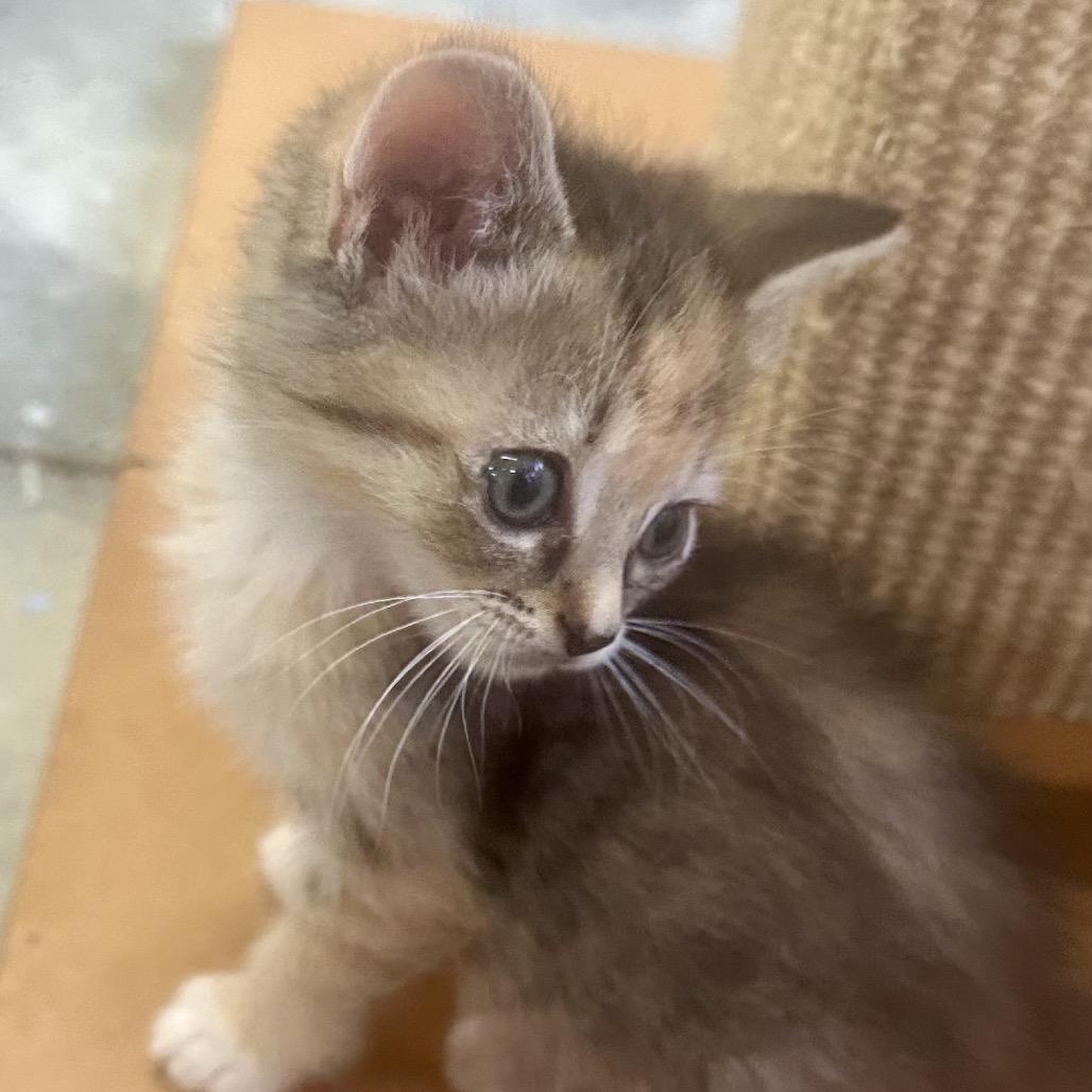 Enlarge Bella, a Adoptable Domestic Short Hair in Franklin, NC image 2/3