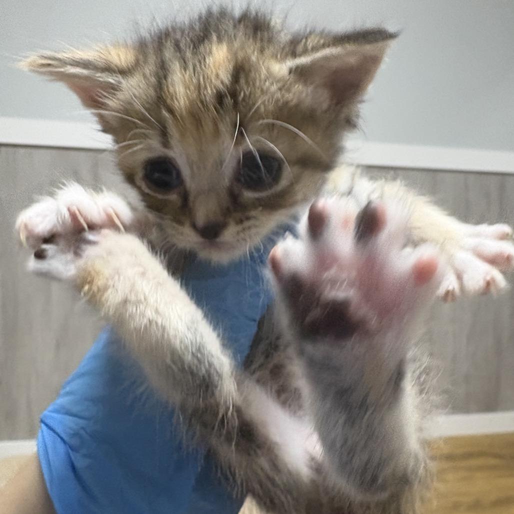 Enlarge Bella, a Adoptable Domestic Short Hair in Franklin, NC image 3/3