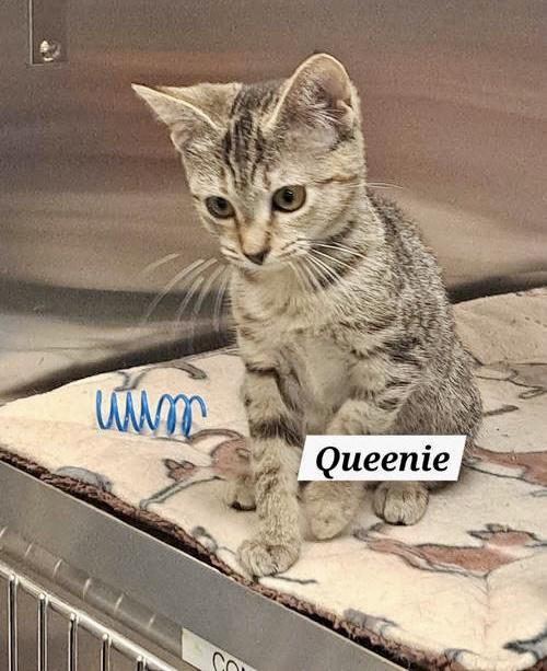 Queeniec