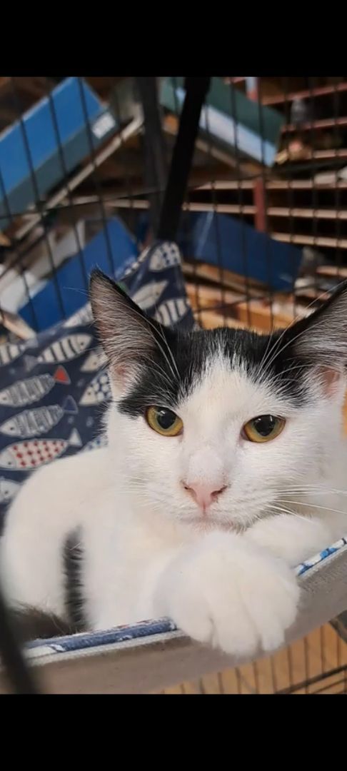 Enlarge Smooch, a Adopted Domestic Short Hair in Coldwater, MI image 1/5