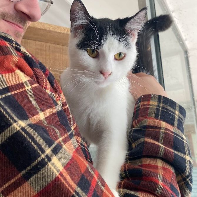 Enlarge Smooch, a Adopted Domestic Short Hair in Coldwater, MI image 3/5