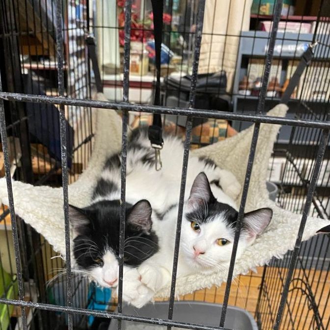 Enlarge Smooch, a Adopted Domestic Short Hair in Coldwater, MI image 5/5