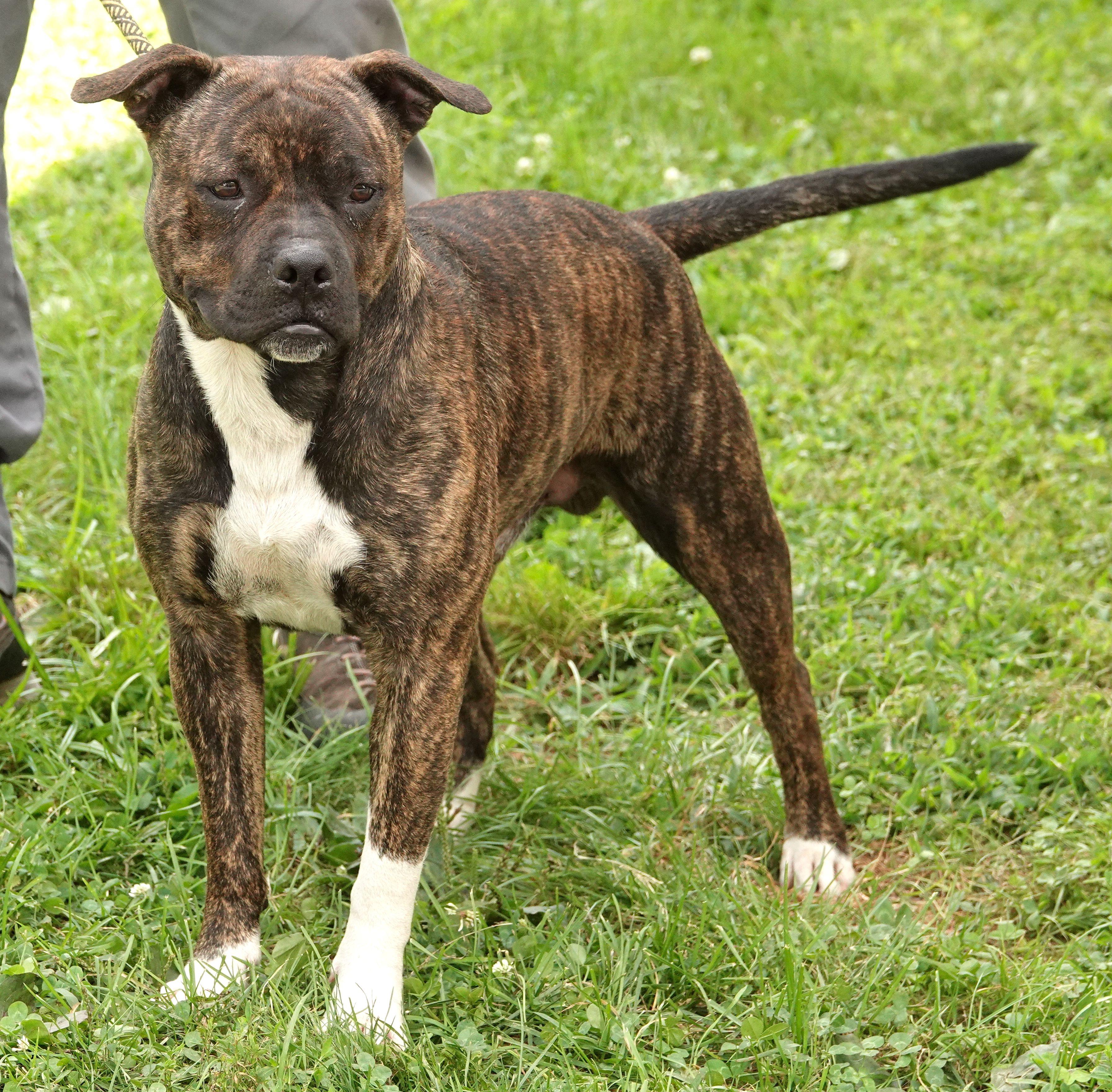 Enlarge Frack, a ADOPTABLE mixed breed in Millfield, OH image 2/3