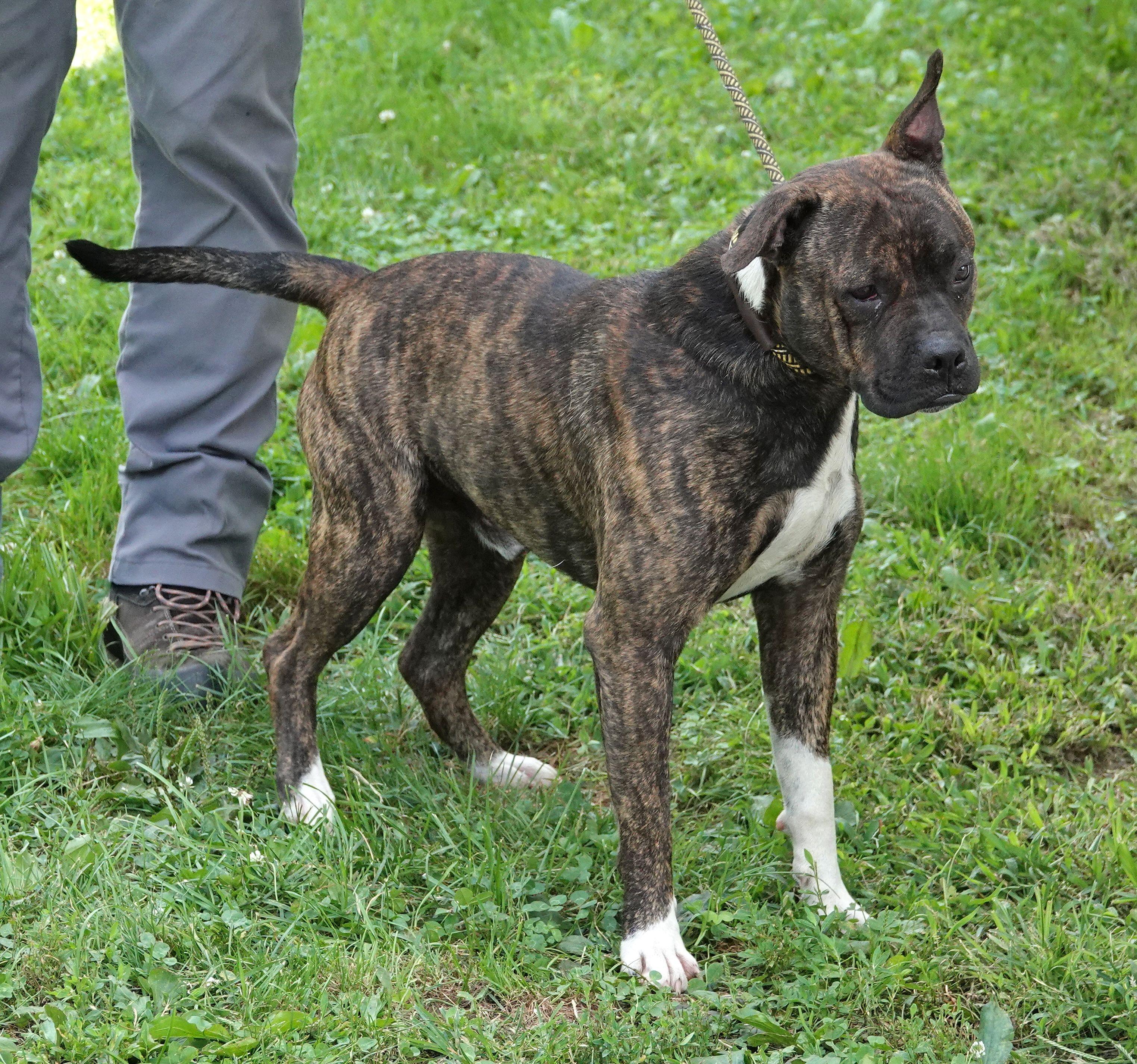 Enlarge Frack, a ADOPTABLE mixed breed in Millfield, OH image 3/3