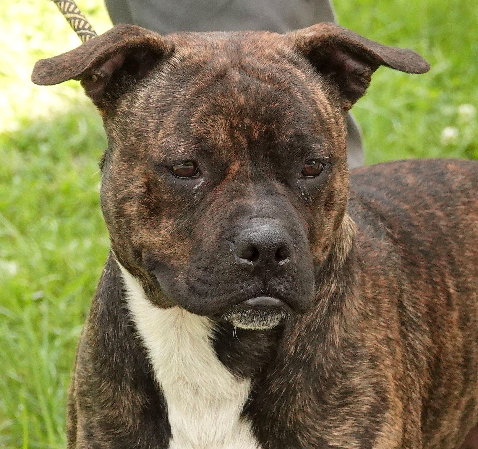 Enlarge Frack, a ADOPTABLE mixed breed in Millfield, OH image 1/3