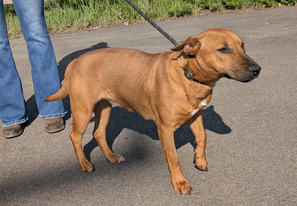 Siris, Adoptable, Young Female Bull Terrier.