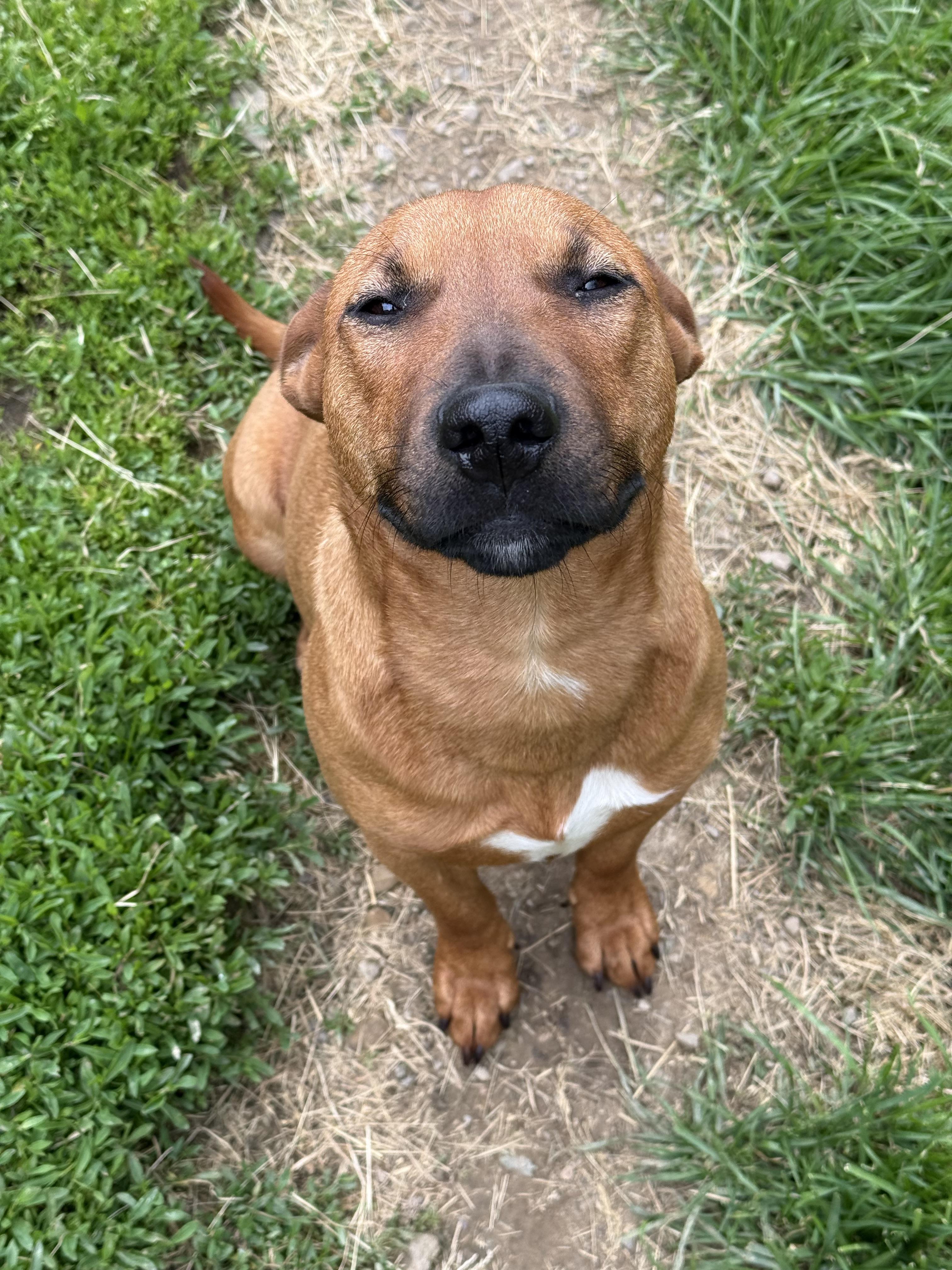 Enlarge Siris, a Adoptable mixed breed in Stahlstown, PA image 2/6