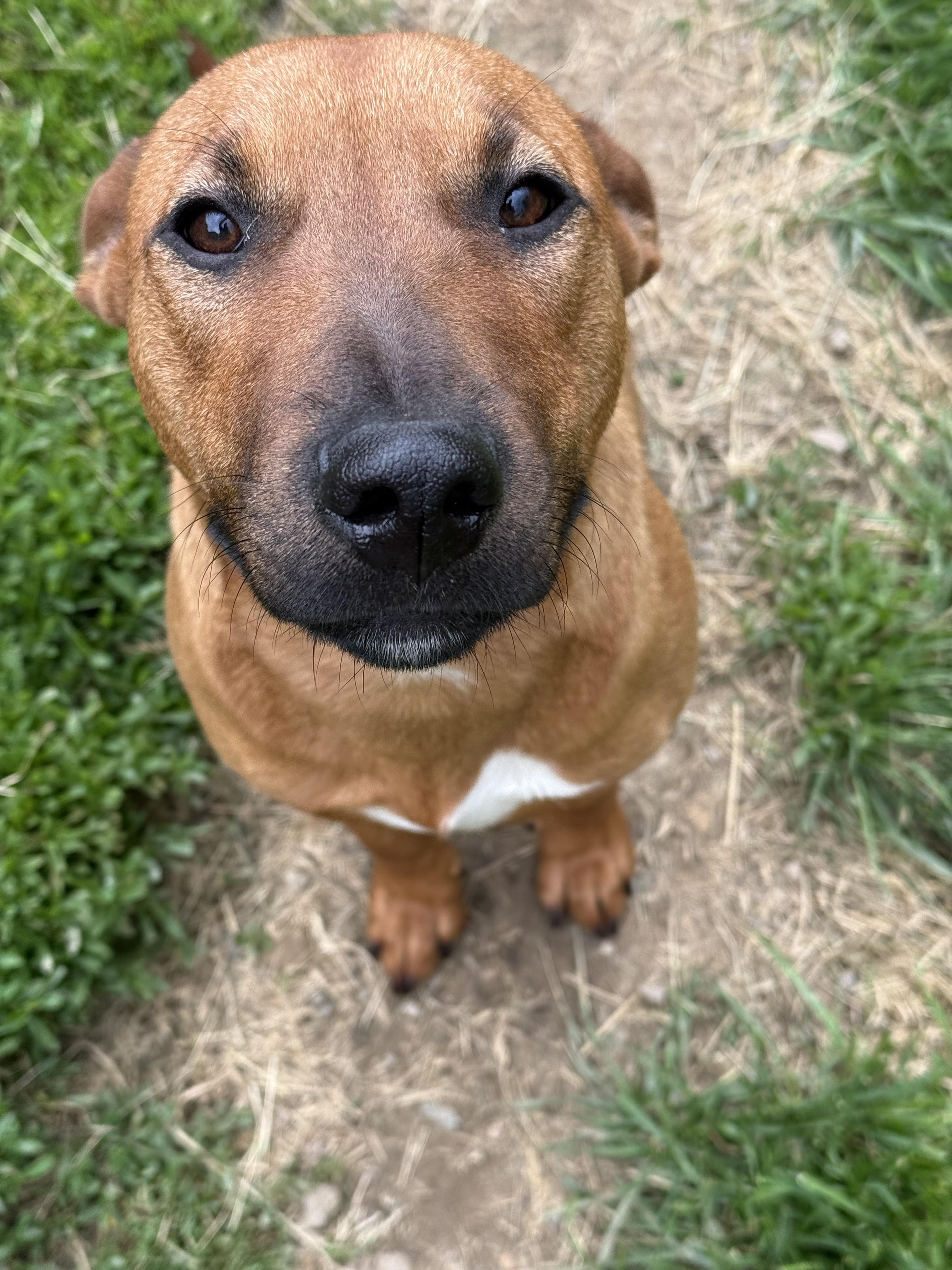 Enlarge Siris, a Adoptable mixed breed in Stahlstown, PA image 3/6