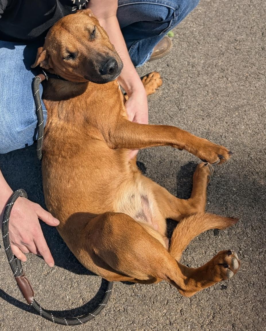 Enlarge Siris, a Adoptable mixed breed in Stahlstown, PA image 4/6