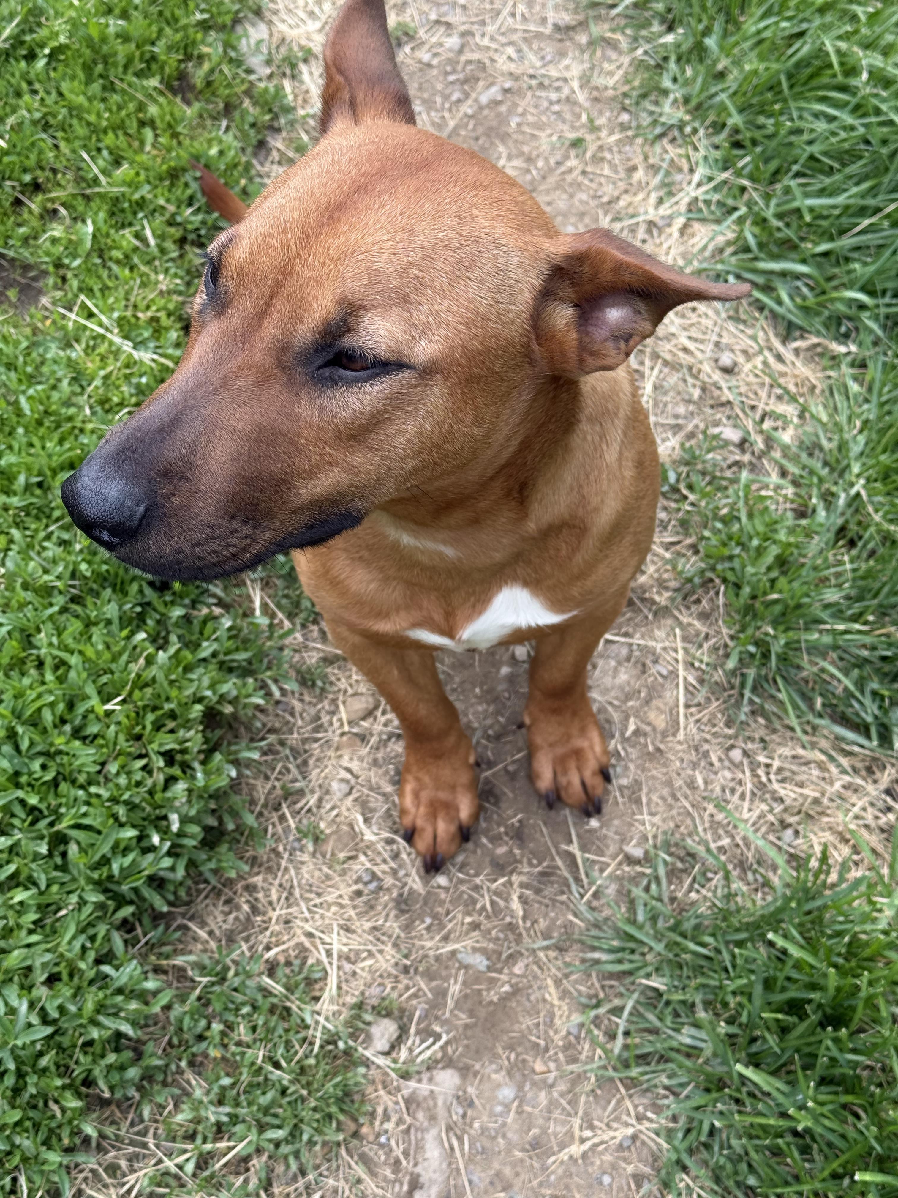 Enlarge Siris, a Adoptable mixed breed in Stahlstown, PA image 5/6