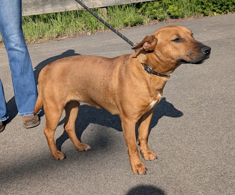 Enlarge Siris, a Adoptable mixed breed in Stahlstown, PA image 6/6
