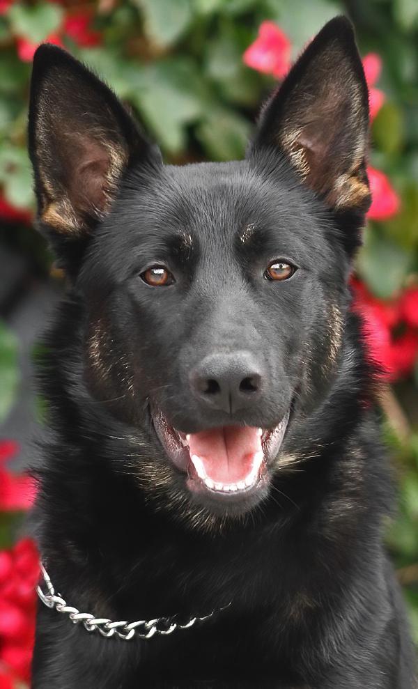 Onyx von Oelsnitz", Adoptable, Young Male German Shepherd Dog.