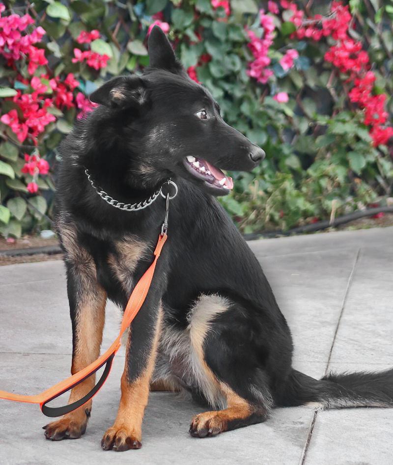 Enlarge Onyx von Oelsnitz", a Adoptable German Shepherd Dog in Los Angeles, CA image 2/6