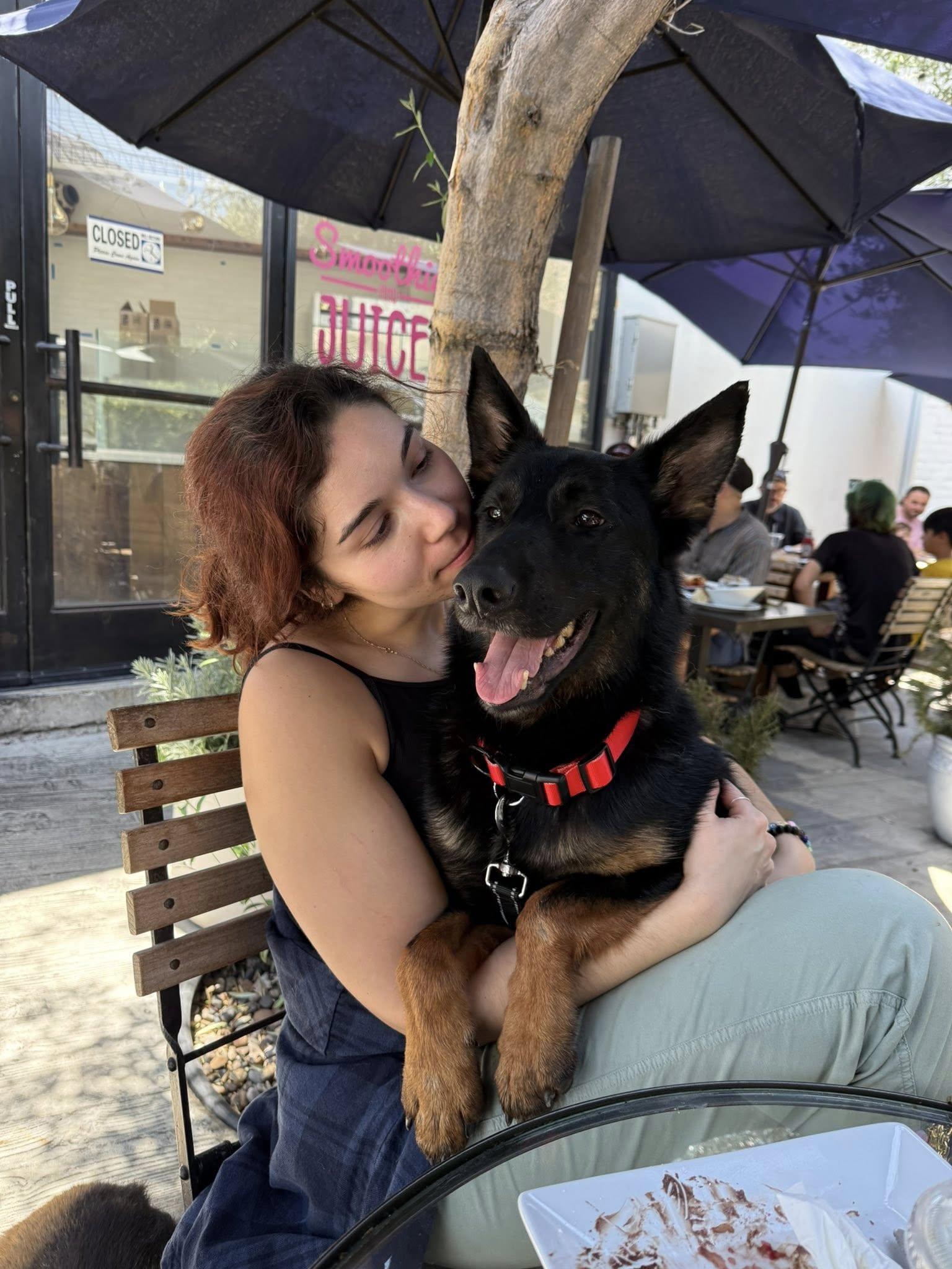 Enlarge Onyx von Oelsnitz", a Adoptable German Shepherd Dog in Los Angeles, CA image 3/6