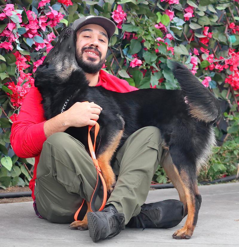 Enlarge Onyx von Oelsnitz", a Adoptable German Shepherd Dog in Los Angeles, CA image 5/6