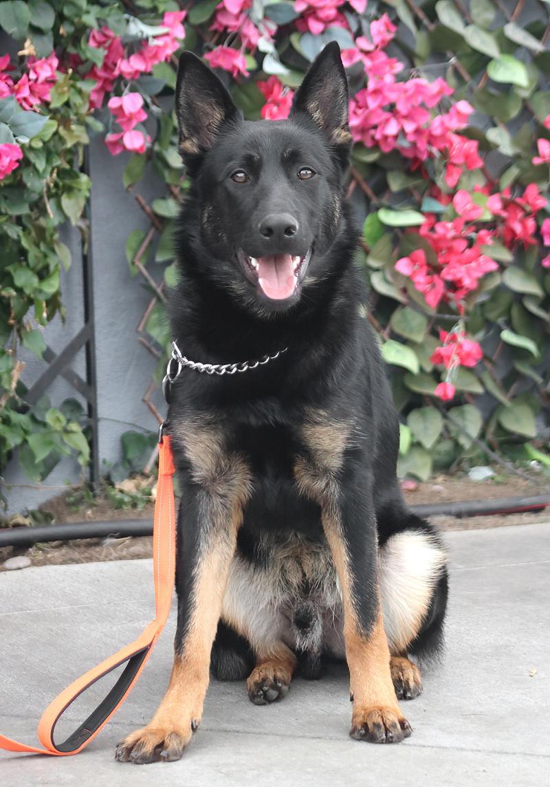 Enlarge Onyx von Oelsnitz", a Adoptable German Shepherd Dog in Los Angeles, CA image 6/6