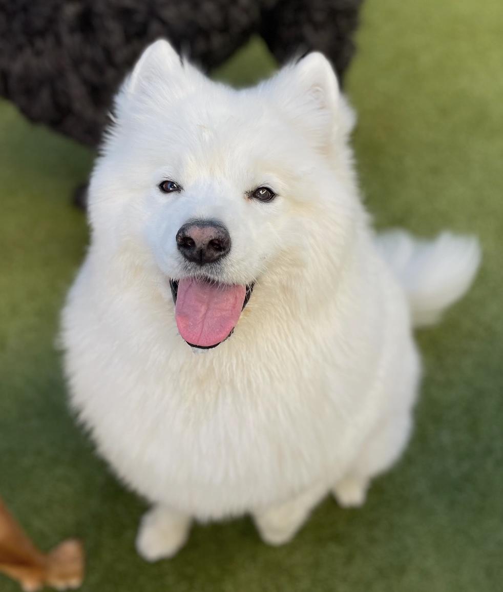 Maximus, Adopted, Adult Male Samoyed.
