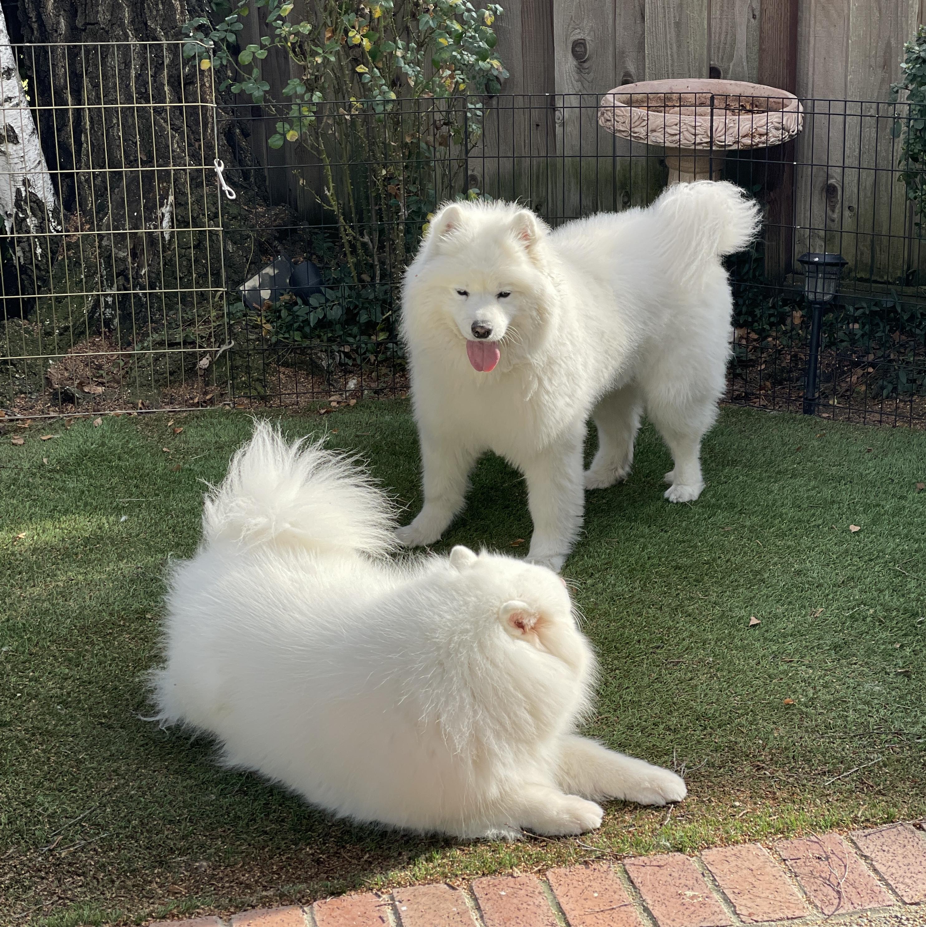 Enlarge Maximus, a Adopted Samoyed in San Rafael, CA image 3/5