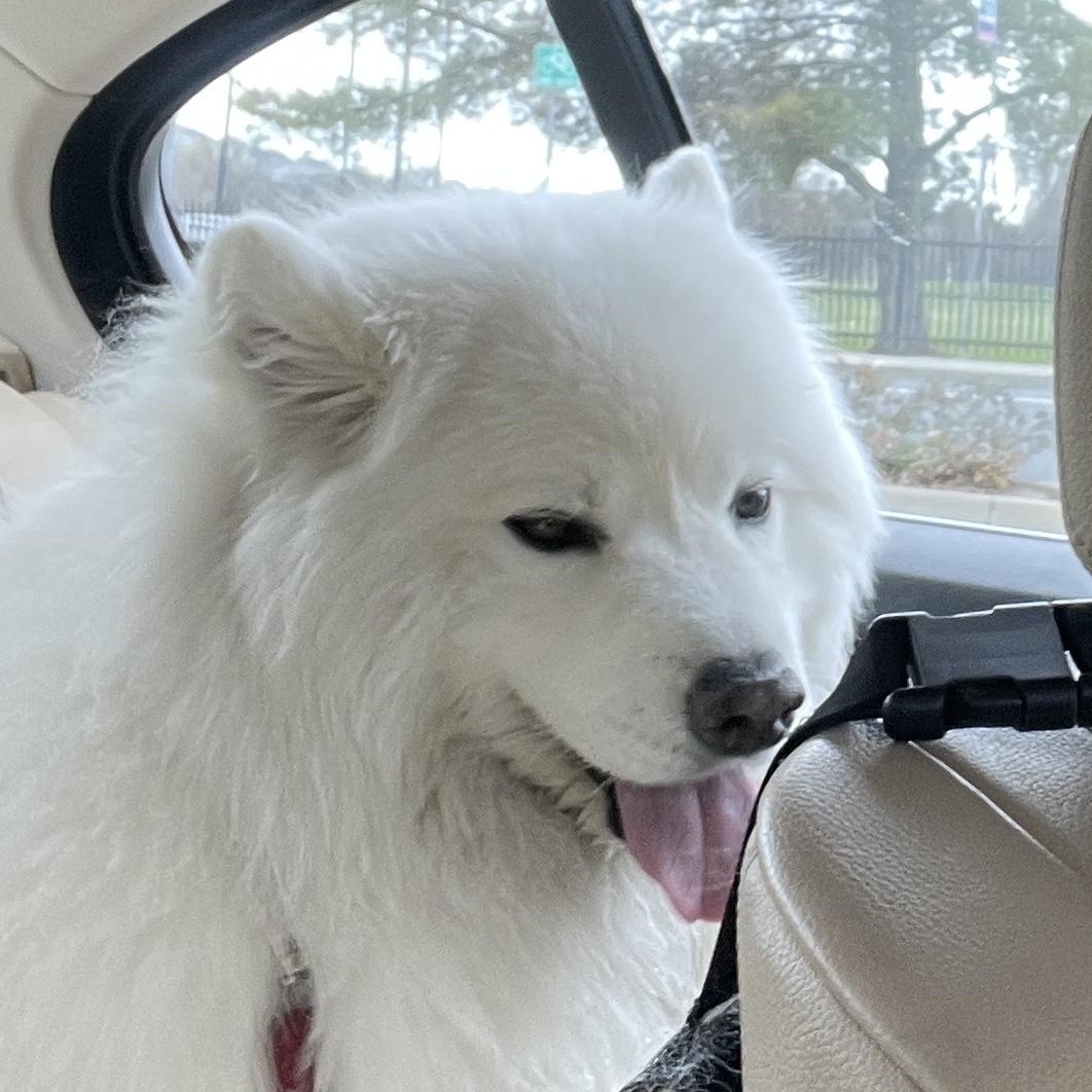 Enlarge Maximus, a Adopted Samoyed in San Rafael, CA image 5/5