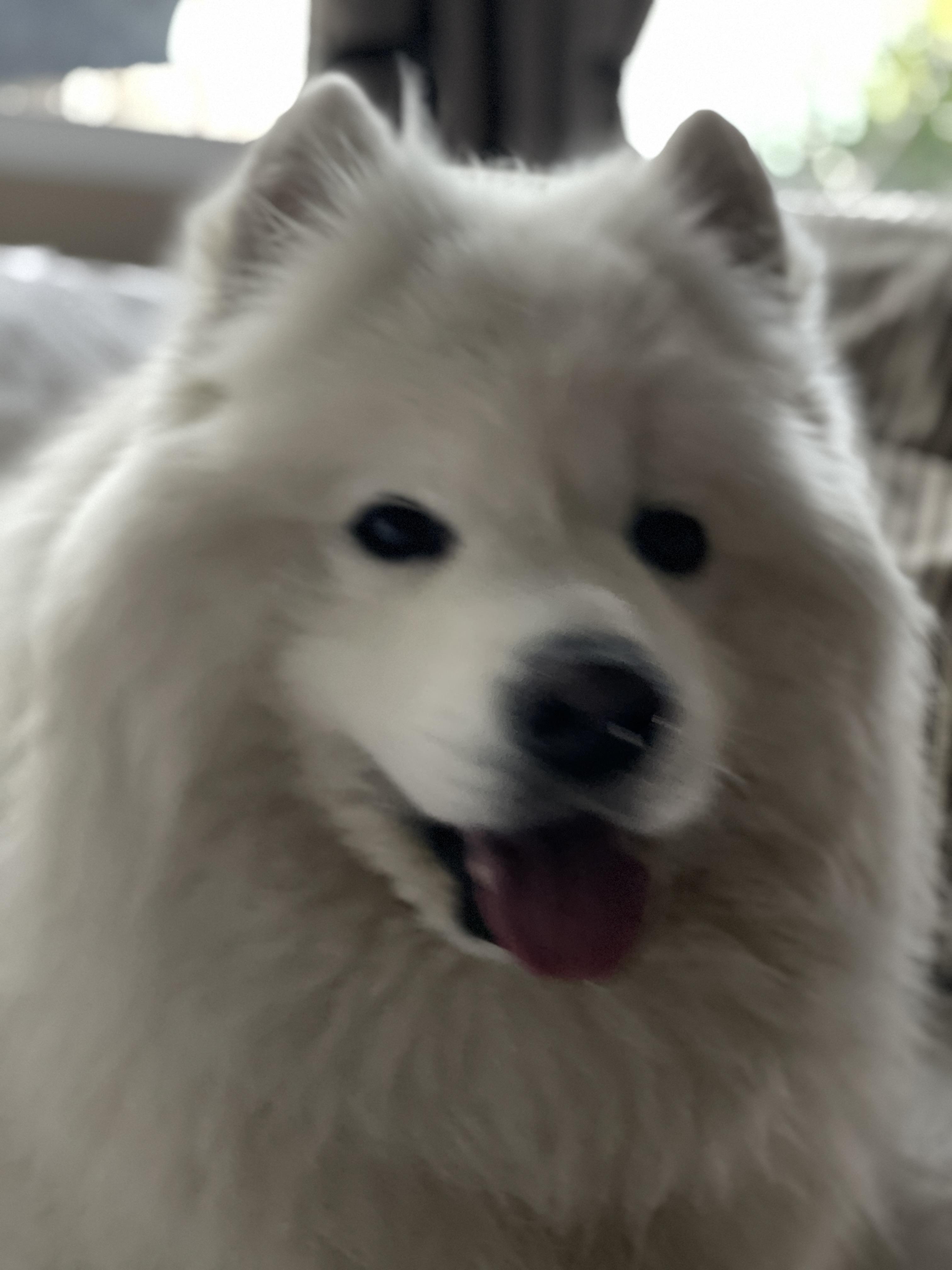 Enlarge Maximus, a Adopted Samoyed in San Rafael, CA image 4/5