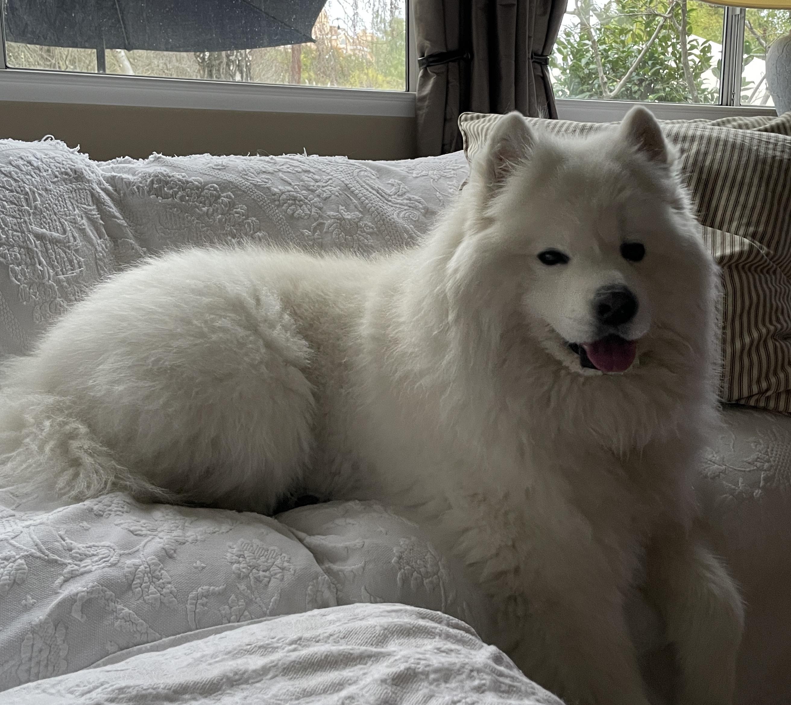 Enlarge Maximus, a Adopted Samoyed in San Rafael, CA image 2/5