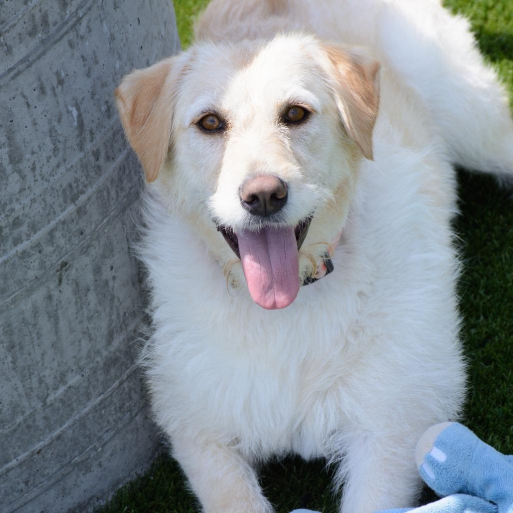 Enlarge Sadie (Jazmine), a Adoptable mixed breed in Logan, UT image 5/5