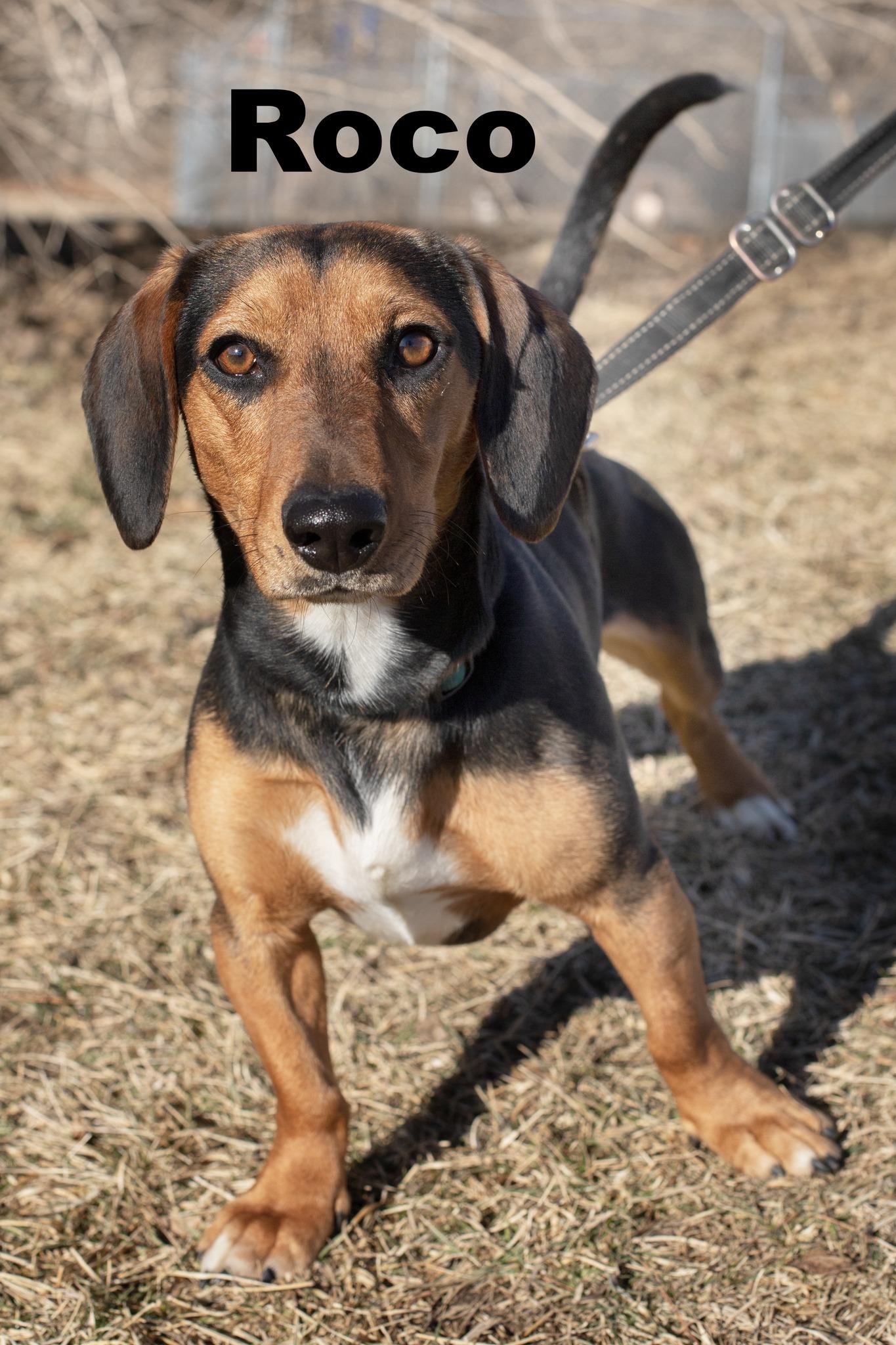 Roco, adopted, Young Male Dachshund.
