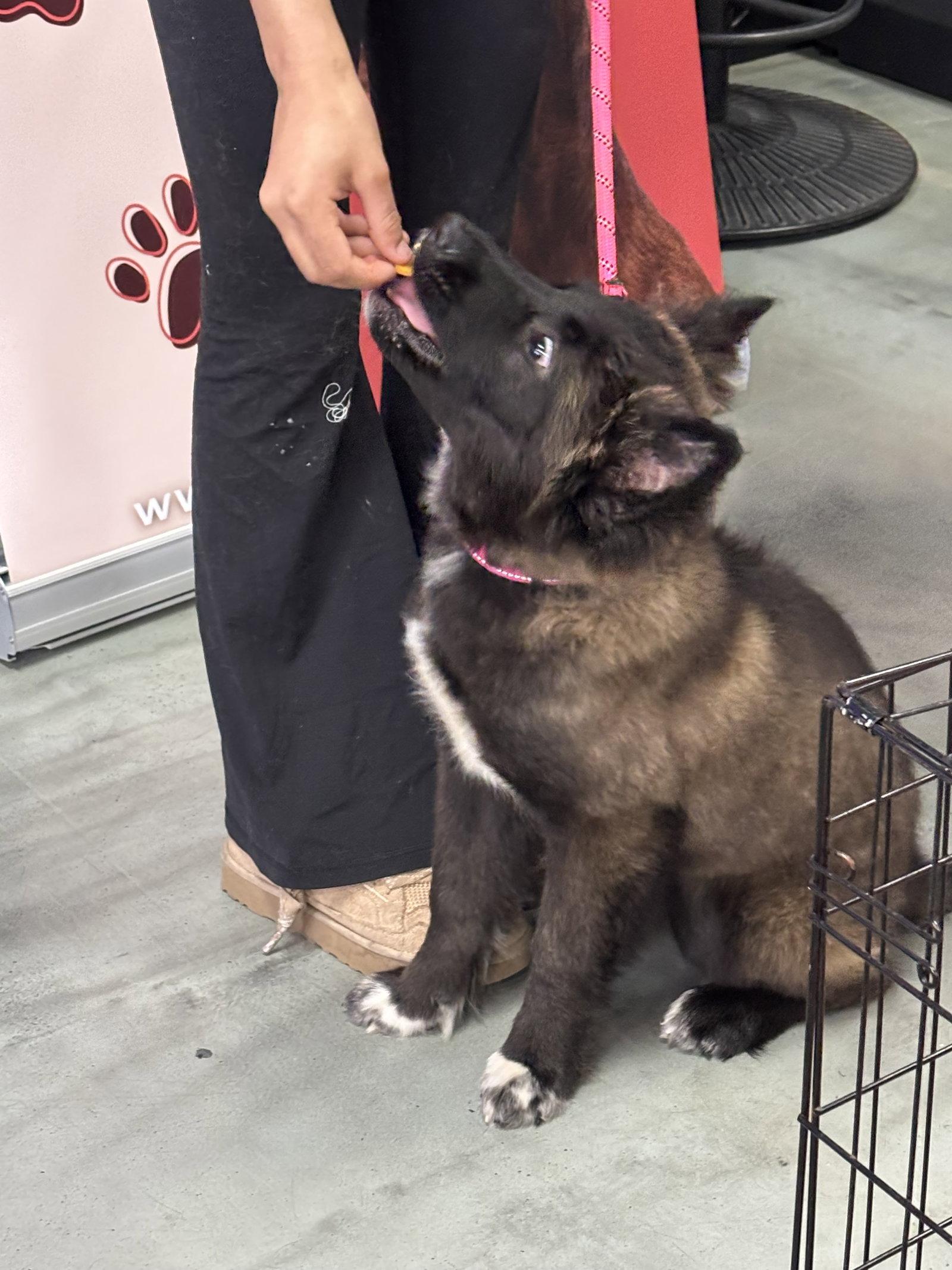 Enlarge Persephone - Fuzzy Butt Litter, a Adoptable Shepherd in Holly Springs, NC image 1/3
