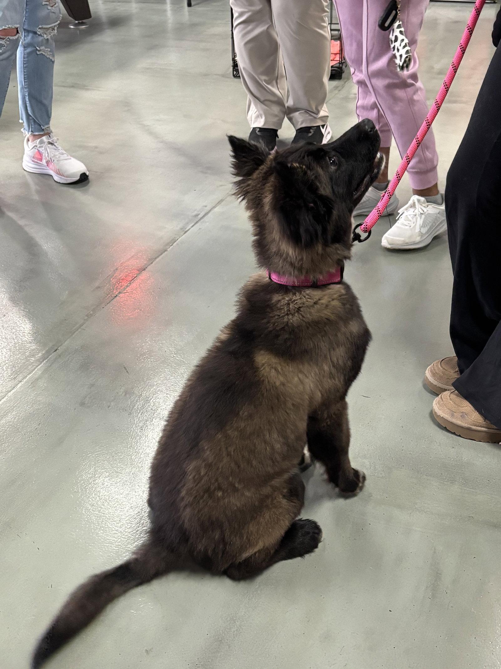 Enlarge Persephone - Fuzzy Butt Litter, a Adoptable Shepherd in Holly Springs, NC image 2/3