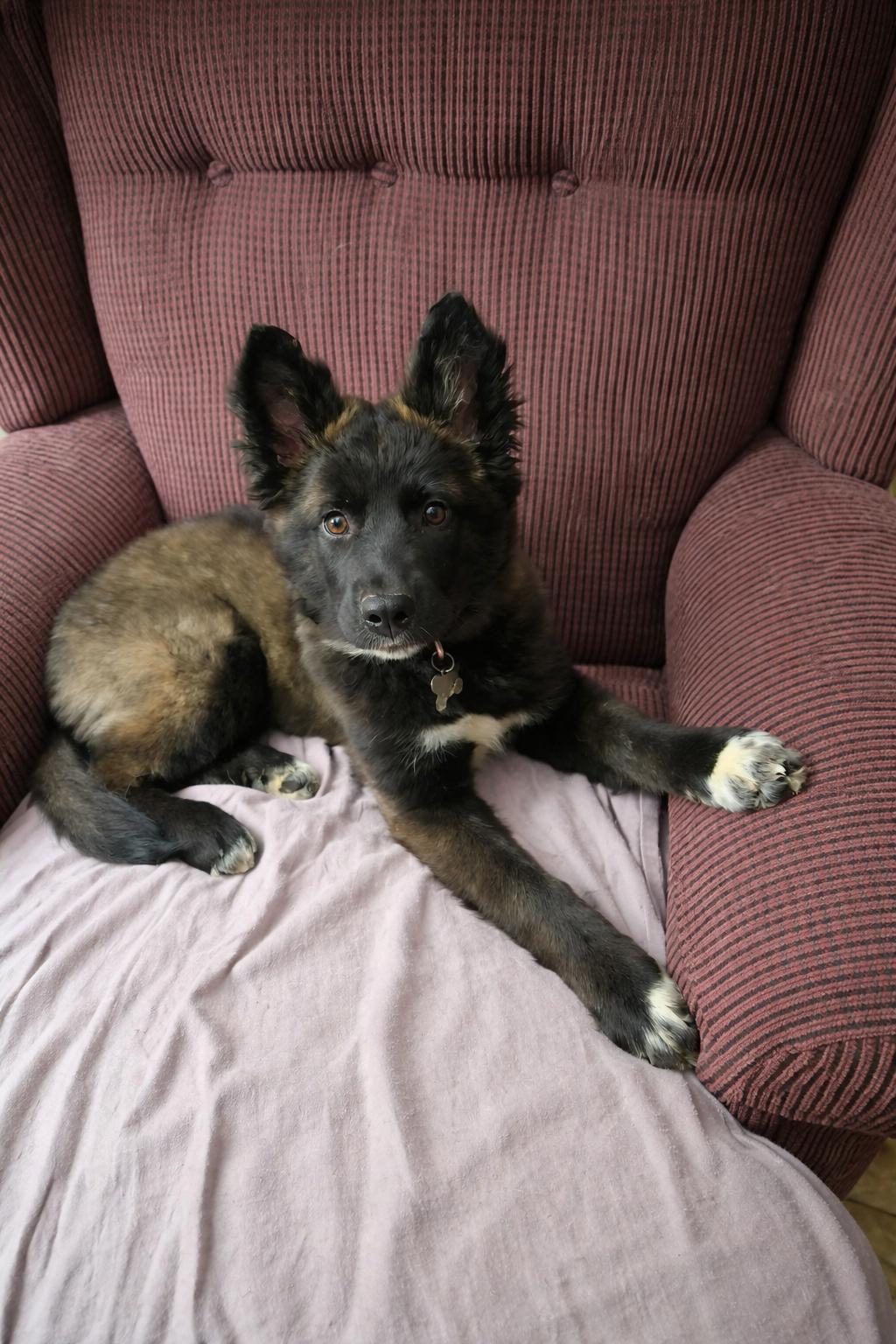 Enlarge Persephone - Fuzzy Butt Litter, a Adoptable Shepherd in Holly Springs, NC image 3/3