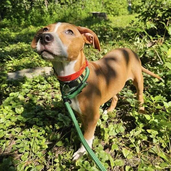 Em, a Adoptable mixed breed in Hastings, MN image 1/6