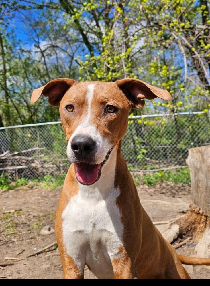 Enlarge Em, a Adoptable mixed breed in Hastings, MN image 1/4