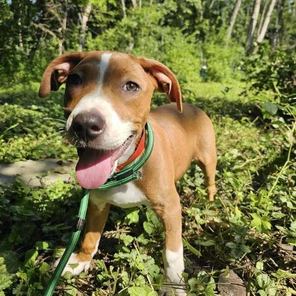 Em, a Adoptable mixed breed in Hastings, MN image 2/6