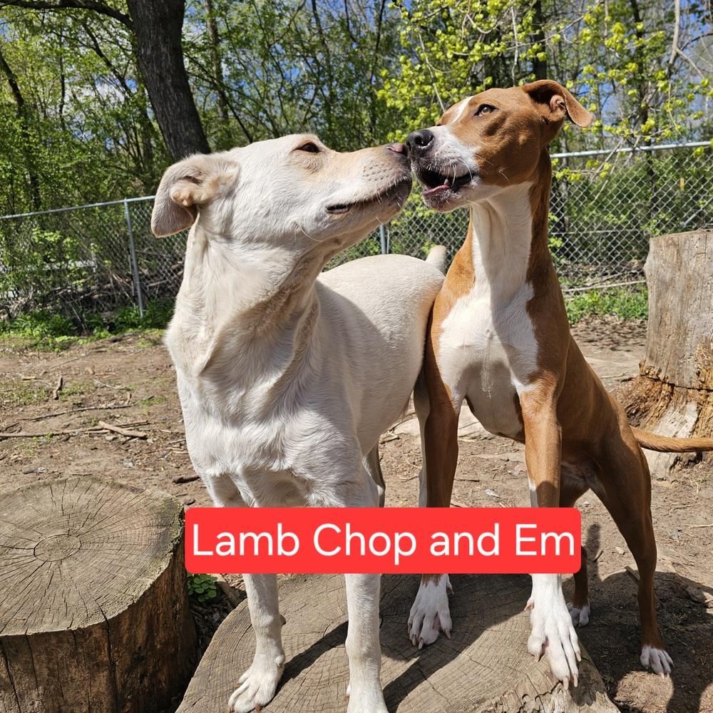 Enlarge Em, a Adoptable mixed breed in Hastings, MN image 2/4