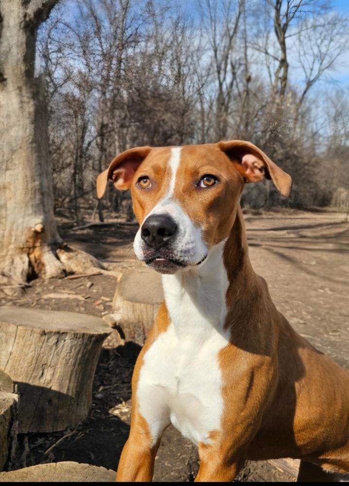 Enlarge Em, a Adoptable mixed breed in Hastings, MN image 3/6