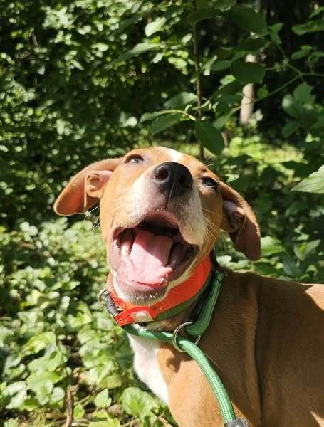 Em, a Adoptable mixed breed in Hastings, MN image 3/6