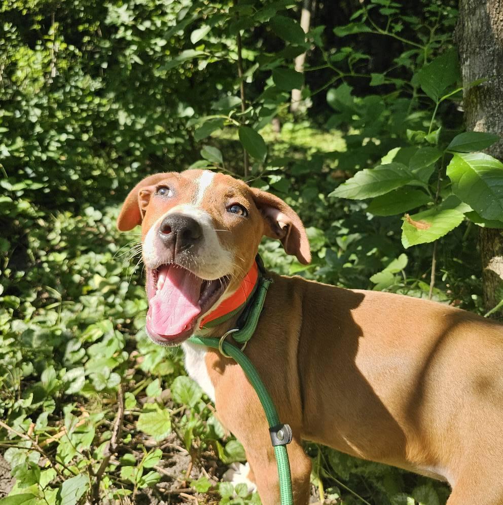 Em, a Adoptable mixed breed in Hastings, MN image 4/6