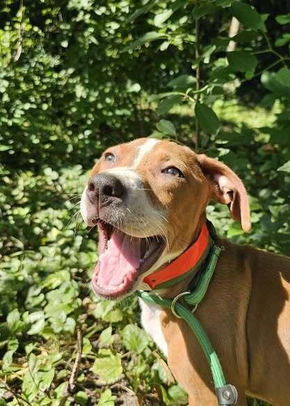 Em, a Adoptable mixed breed in Hastings, MN image 5/6