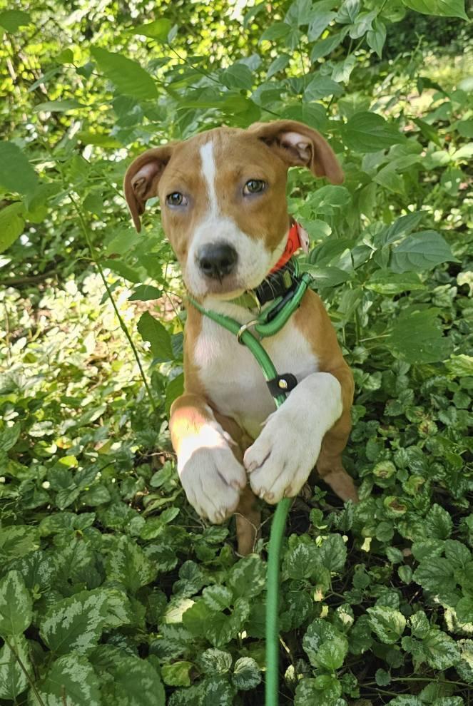 Em, a Adoptable mixed breed in Hastings, MN image 6/6