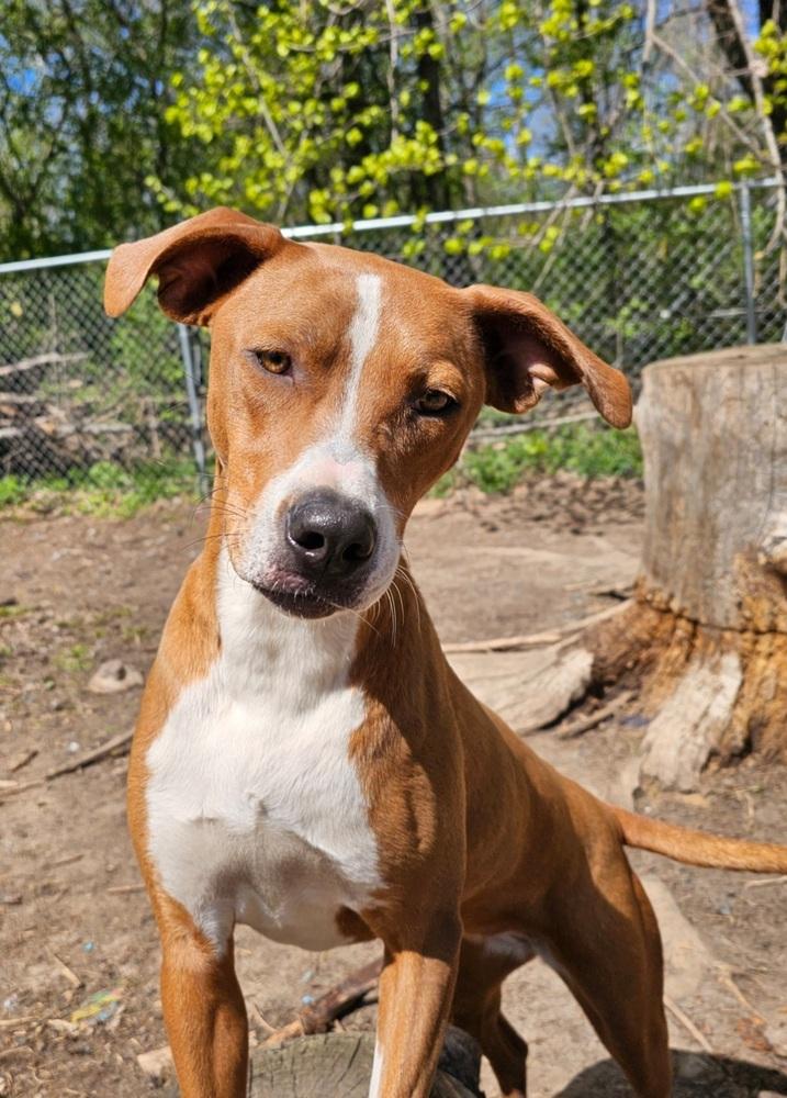 Enlarge Em, a Adoptable mixed breed in Hastings, MN image 4/4