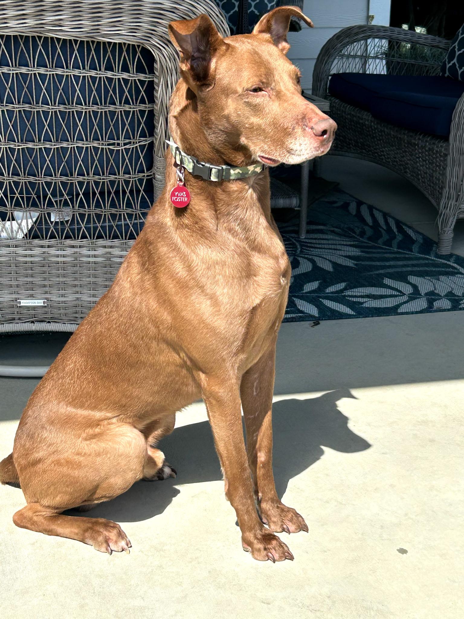 Enlarge Gus, a Adoptable mixed breed in Billings, MT image 1/1